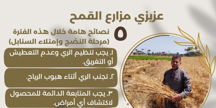 "معاك في الغيط" تقدم 5 نصائح لمزارعي القمح 1 “معاك في الغيط” تقدم 5 نصائح لمزارعي القمح