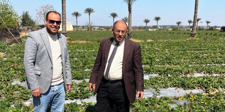 «زراعة البحيرة »تتابع زراعات الفراولة بكوم حمادة و بدر 1 زراعة البحيرة
