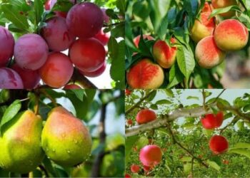 محاصيل الفاكهة