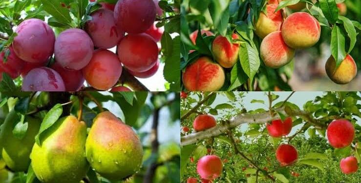 أمراض النباتات يستعرض التوصيات الفنية لمحاصيل الفاكهة خلال مارس 2025 1 محاصيل الفاكهة