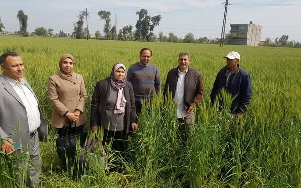 «زراعة الشرقية»:ندوات وفرق إرشادية لتوعية المزارعين بالحفاظ على إنتاجية محصول القمح 1 زراعة الشرقية