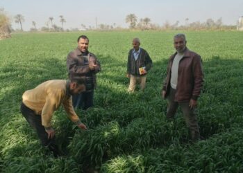 زراعة بني سويف