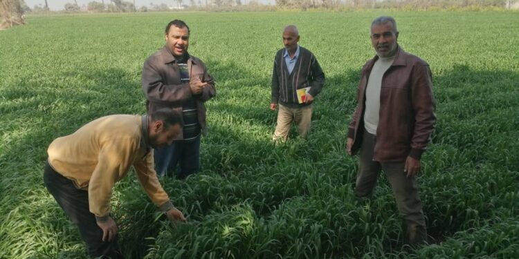 « زراعة بني سويف » تقوم بفحص الزراعات الشتوية..وفريق إرشادي للنباتات الطبية 1 زراعة بني سويف