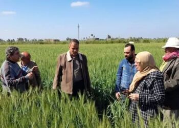 زراعة بورسعيد