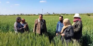 «زراعة بورسعيد» تكثف نشاطها الإرشادي لتوعية مزارعي القمح بأهم التوصيات الفنية 3 زراعة بورسعيد
