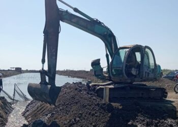 زراعة بورسعيد