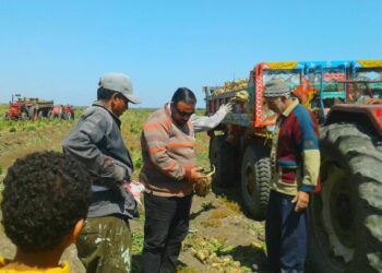 زراعة بورسعيد