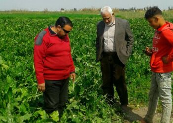 زراعة بورسعيد