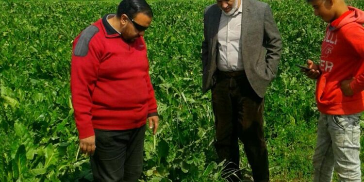 مدرسة حقلية وندوة إرشادية لمحصولي القمح والبنجر بـ«زراعة بورسعيد» 1 زراعة بورسعيد