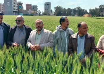 زراعة دمياط