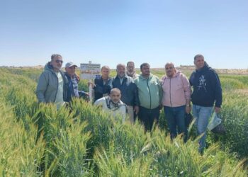 زراعة شمال سيناء