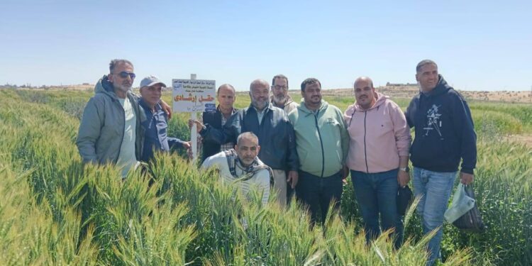 4 توصيات لزيادة إنتاجية محصول القمح بـ «زراعة شمال سيناء » 1 زراعة شمال سيناء