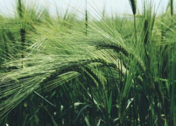 محصول الشعير