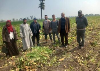 زراعة بني سويف