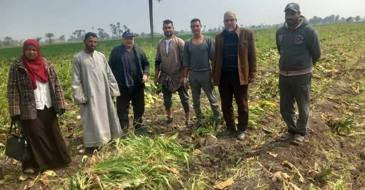 « زراعة بني سويف » تنفذ يوم حصاد لمحصول بنجر السكر بالواسطى 1 زراعة بني سويف