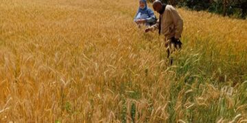 «زراعة السويس» توجه المزارعين بأهمية مكافحة الصدأ للقمح 4 زراعة السويس