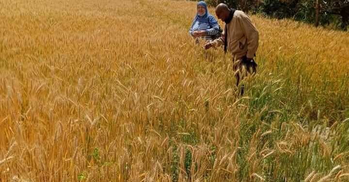 «زراعة السويس» توجه المزارعين بأهمية مكافحة الصدأ للقمح 1 زراعة السويس