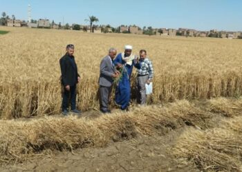 زراعة سوهاج