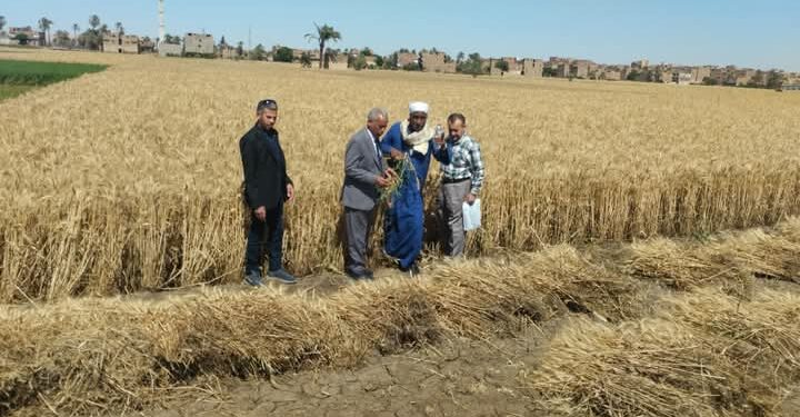«زراعة سوهاج »: 300 جمعية زراعية تتابع حصاد القمح وتوفر الخدمات للمزارعين 1 زراعة سوهاج