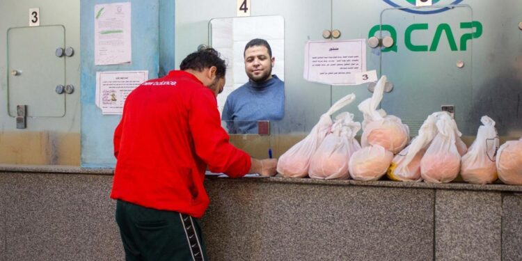 الزراعة تتابع تقاوى المحاصيل الاستراتيجية وتفحص عينات التصدير  1 الزراعة تتابع تقاوى المحاصيل الاستراتيجية وتفحص عينات التصدير