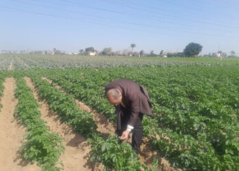 زراعة البحيرة