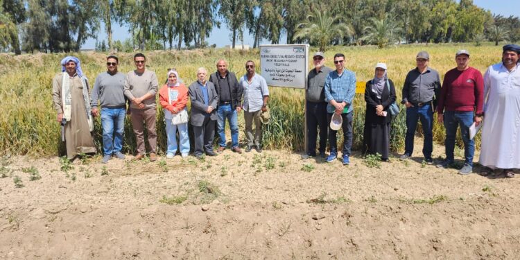 البحوث الزراعية ينظم ورشة عمل حول التقنيات المبتكرة في إنتاج القمح في دول شمال أفريقيا 1 البحوث الزراعية