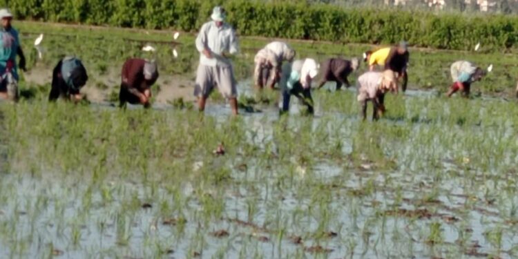 بحوث الأراضي