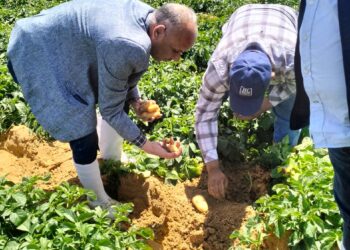 بحوث البساتين بزور إحدى مشروعات إنتاج تقاوي البطاطس بمنطقة الفرافرة