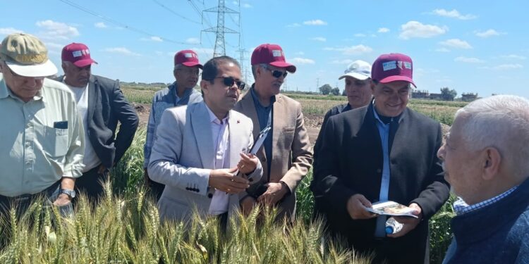 البحوث الزراعية ينظم يوم حقل لأنشطة مشروع استنباط أربعة أصناف قمح عالية الإنتاج بسخا 1 البحوث الزراعية