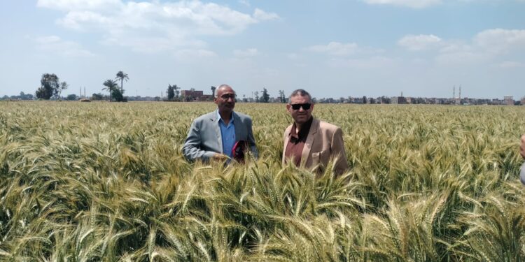 البحوث الزراعية ينفذ يوم حقلي موسع للقمح بالشرقية ومشاهدة الصنف سدس 15 1 البحوث الزراعية