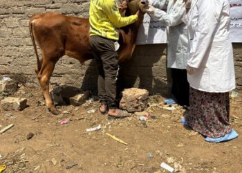 الصحة الحيوانية