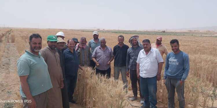بحوث الصحراء يواصل دعم المزارعين ميدانياً رغم التحديات المناخية