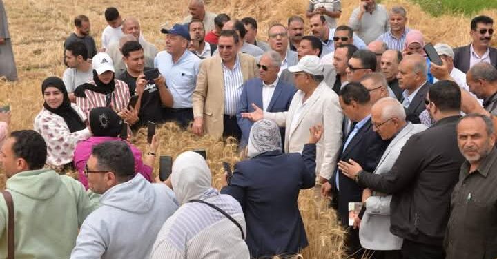 انطلاق موسم حصاد القمح بمحافظة الدقهلية 1 القمح