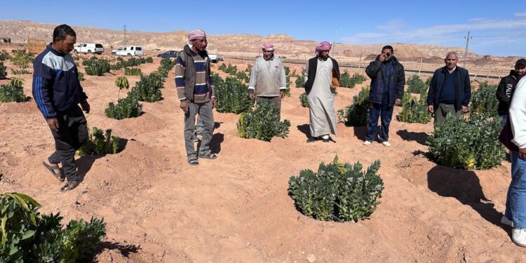 بحوث الصحراء