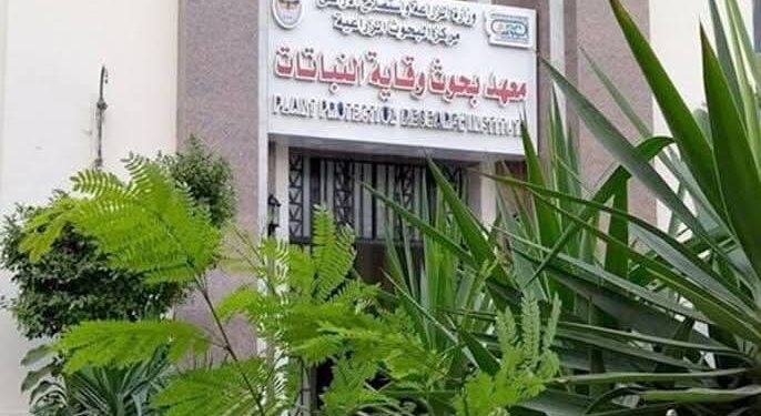 "وقاية النباتات" و"الإرشاد الزراعي" يطلقان سلسلة ندوات إرشادية للتوعية بمواجهة دودة الحشد الخريفية في الذرة 1 وقاية النباتات