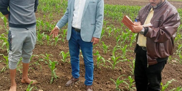 المركزية لمكافحة الآفات تكثف جهودها لنشر الوعي بين المزارعين ورفع الكفاءة المهنية لدى أجهزة المكافحة بالمحافظات 1 مكافحة الآفات