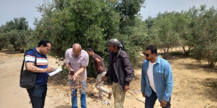 “بحوث الصحراء” يواصل دعم دمج أبناء سيناء في التنمية الزراعية المستدامة