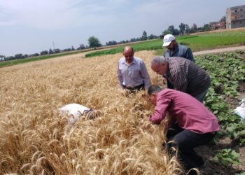 زراعة الشرقية