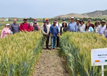   البحوث الزراعية يشارك تحالف كيدج لتقييم المواد الوراثية