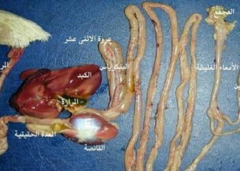 التوازن الميكروبي في الجهاز الهضمي للدواجن وأهميته