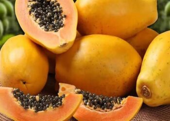 فاكهة الباباز.. القيمة الاقتصادية والغذائية والتوجهات المستقبلية لزراعتها في الدول العربية