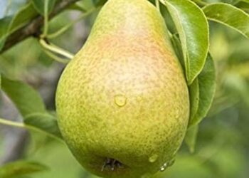 الفاكهة المتساقطة