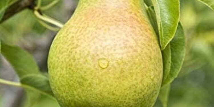 «الفاكهة المتساقطة »..أهم التوصيات الفنية خلال أبريل لزيادة الإنتاجية   1 الفاكهة المتساقطة