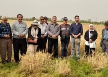 بحوث الإرشاد