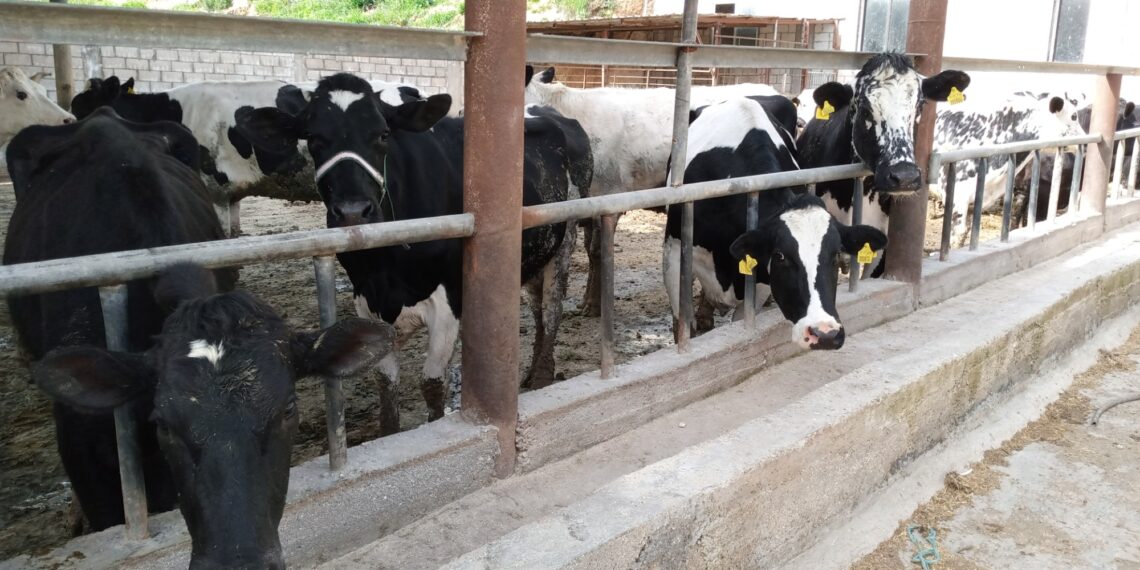 تغذية البقر الحلاب