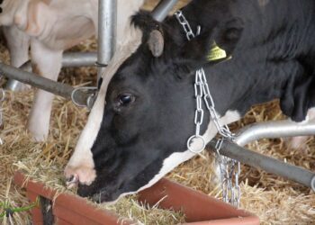 تغذية الأبقار الحلابة