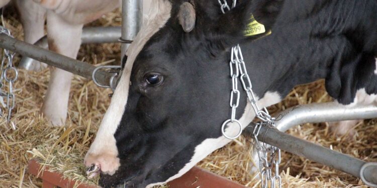 تغذية الأبقار الحلابة