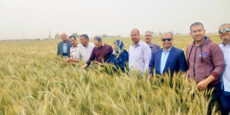 «زراعة أسيوط» تفقد زراعات القمح و النباتات الطبية..وتزيل التعديات بإدارة أبنوب 1 زراعة أسيوط