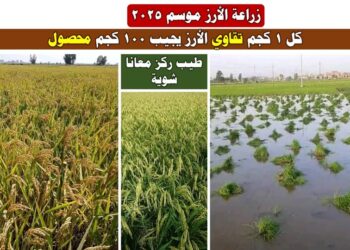 زراعة الأرز للموسم الجديد 2025
