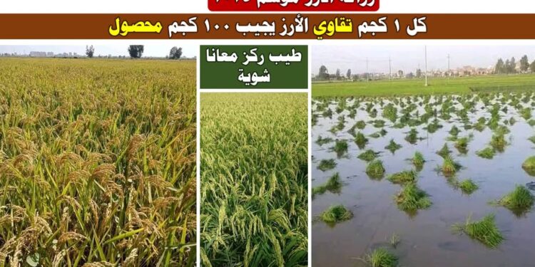 زراعة الأرز للموسم الجديد 2025 .. حزمة توصيات من د. محمد فهيم 1 زراعة الأرز للموسم الجديد 2025